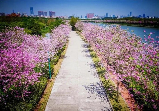 春天來了！華全發(fā)電機組趕往珠海，見證百花盛開！